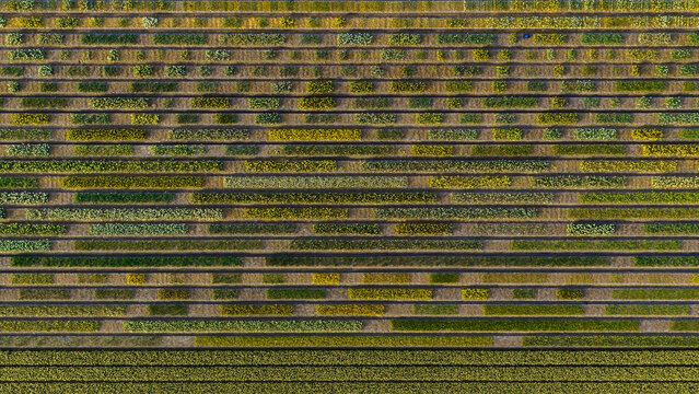 Aerial view of colorful tulip fields arranged in vibrant horizontal rows under soft light in Petten, North Holland, Netherlands.