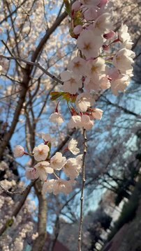 Flip over shot of cherry blossoms in the morning sun