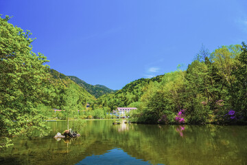 Obraz premium 新緑の湯ノ湖と水鏡のような水面に映えるミツバツツジの花（トウゴクミツバツツジ）