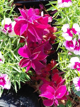 Beautiful flowers