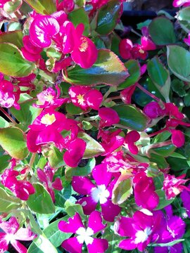 Beautiful flowers