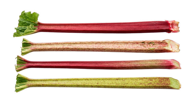 Four Rhubarb Stalks Red Green White Background