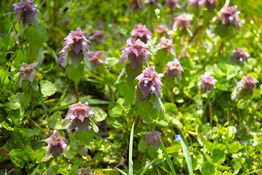 Henbit deadnettle wildflowers covering meadow in spring, purple flower field background
