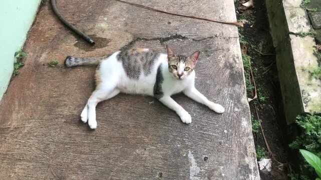 A domestic cat with white and gray patches lies on a concrete surface, looking directly at the camera.