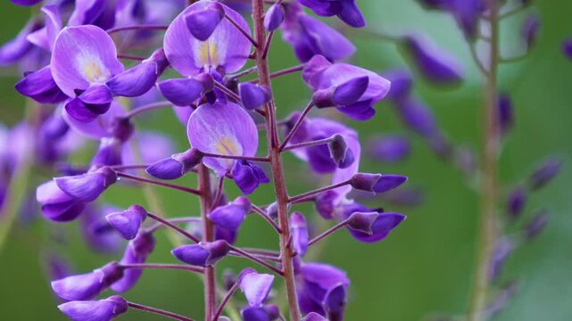 藤の花。少し風が出ていて花房がゆれる風景。