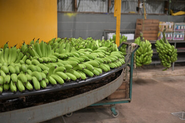 Obraz premium :Inside a Banana Packaging Plant with Fresh Produce on Conveyor Belts for Sorting Tropical Fruit