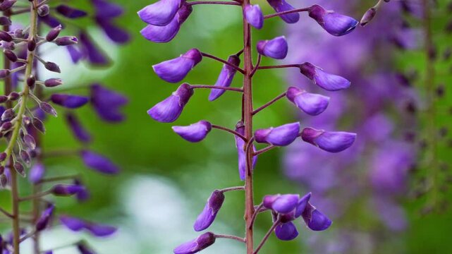 藤の花。少し風が出ていて花房がゆれる風景。