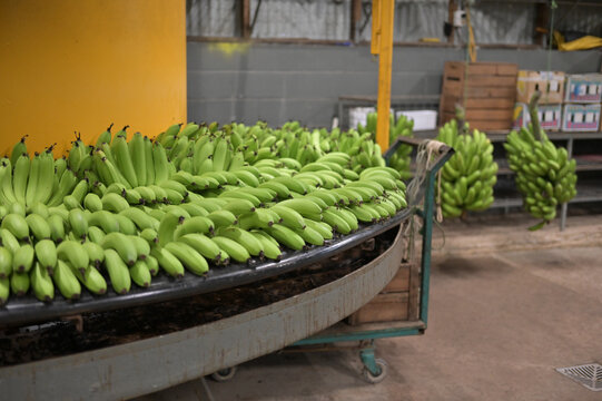 :Inside a Banana Packaging Plant with Fresh Produce on Conveyor Belts for  Sorting Tropical Fruit
