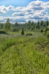Fototapeta premium Green Meadow Path Leading to Forest Under Blue Sky with Clouds