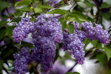 Obraz premium Blooming Lilac Flowers Close-Up with Soft Bokeh Background