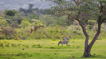 Obraz premium African giraffes and zebras grazing in savanna landscape in Arusha National park.