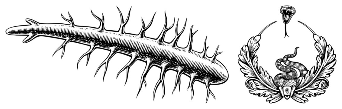 Detailed woodcut style arthropod illustration, myriapod creature with segmented limbs snake emblem, ophidian within foliate wreath. Isolated vector cutout.