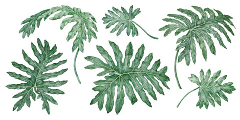 Watercolor tropical leaf Philodendron selloanum botanical illustration. Hand drawn green shrub set with texture. Garden graphic floral design. Nature greenery element for indoor plant template. © NadyaSaen 