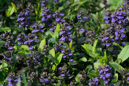 blooming ajuga in the garden