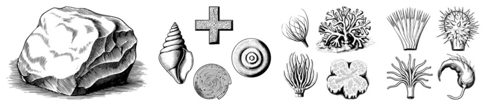 Nautical natural history illustrations featuring,, sea urchin, and geological specimens rendered in antique engraving style, ideal for educational or decorative use.