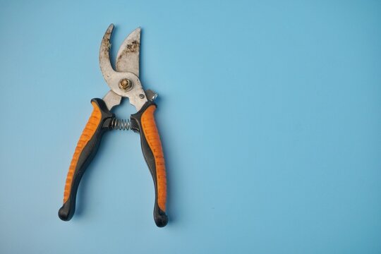 Orange-handled pruning shears rest on solid blue background. Metal blades gleam, ready for gardening tasks. Handle design ensures firm, comfortable grip. Perfect for trimming plants or shaping shrubs
