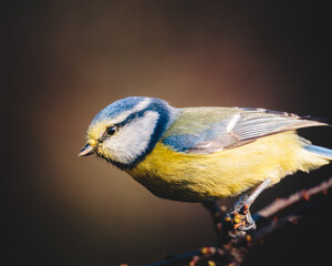 Blue Tits, Perched in Humford Woods, Northumberland.  © Neil_Benison_Photos