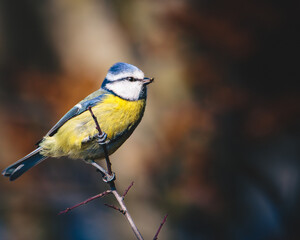 Blue Tits, Perched in Humford Woods, Northumberland.  © Neil_Benison_Photos