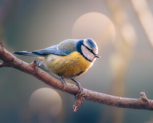 Blue Tits, Perched in Humford Woods, Northumberland.  © Neil_Benison_Photos