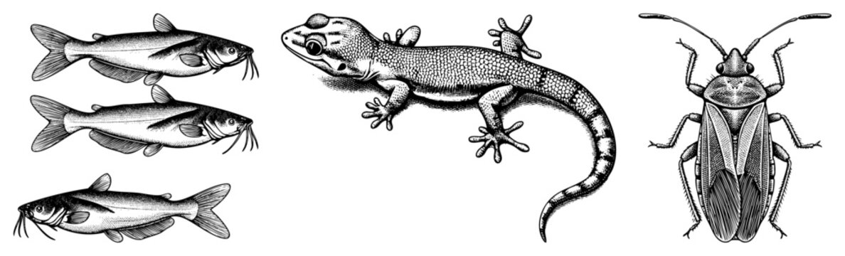 Classic zoological engraving featuring fish, lizard, and insect detailed biological drawings for education or taxonomy reference, scientific illustration, natural history art.