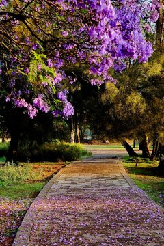 Jacaranda Path with Fallen Petals in Chapultepec Park (Mexico City, Mexico)