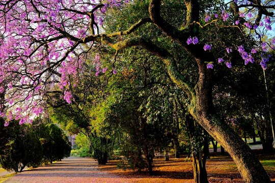Jacaranda Walkway Through Morning Trees in Chapultepec Park (Mexico City, Mexico)