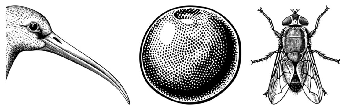 Detailed black and white vector drawings of kiwi head, fruit berry, and housefly rendered in stipple and art styles for graphic design or educational use.
