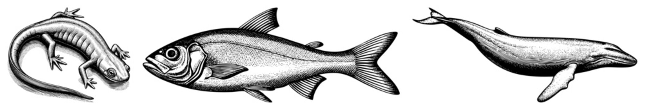 Hand drawn aquatic and amphibian wildlife depiction using stippling technique, natural history engraving, scientific illustration, zoological print.