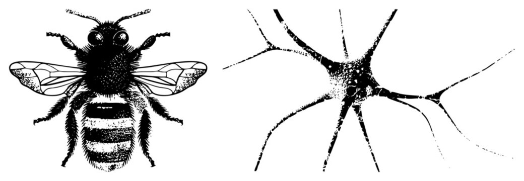 Honeybee and nerve cell vector graphic, insect neurology diagram, biological set, science education clipart, neural network symbol.