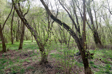Fototapeta premium curved trees in a vineyard. curved trees in a forest, an endless forest of green
