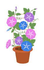 Fototapeta premium 鉢植えの朝顔のイラスト