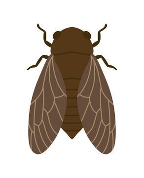 セミのイラスト