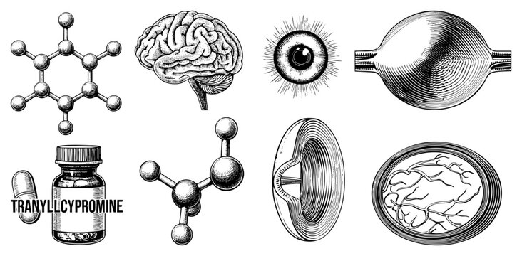 Scientific illustration of neurotransmitter molecules, cerebral cortex diagrams, and MAOI pill bottle neurochemical study visuals for medical education.