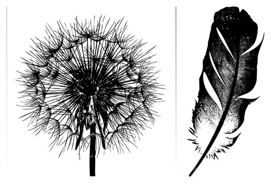 Botanical dandelion blowball and avian plume rendered as detailed art, ideal for nature design,, or tattoo motifs. Isolated cutout with RGBA transparency.