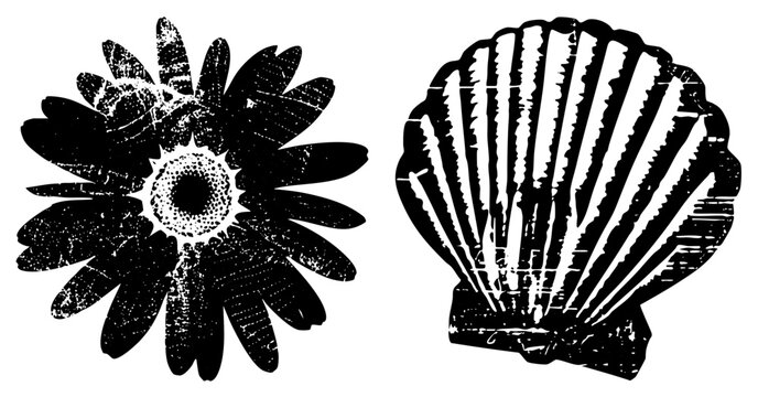 Black and white halftone illustration featuring gerbera daisy and bivalve, vintage stencil aesthetic, beach botanical graphic, nature silhouette set.
