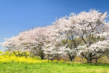 Fototapeta premium 満開のサクラと菜の花