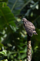Fototapeta premium Broad winged hawk perched on snag