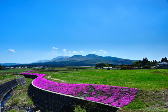 満開の芝桜と阿蘇五岳