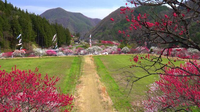花桃の里（長野県阿智村）