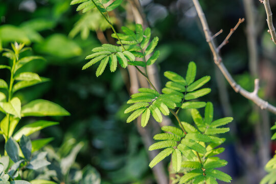 Close-up of Delicate Fern-like Foliage of Calliandra Tweedii (Brazilian Powderpuff)