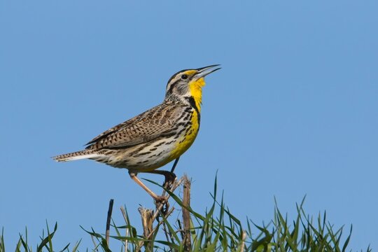 A western meadowlark perched on a twig is calling out near Greenacres, Washington.