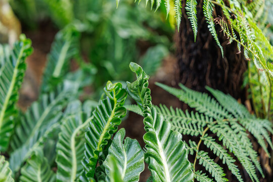 Unique Twisted Stems of Rhipsalis Paradoxa (Chain Cactus) in a Tropical Setting