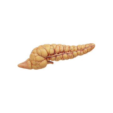 Anatomical Model of a Human Pancreas, Isolated on White Background