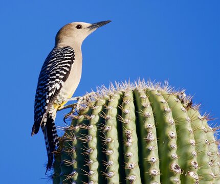 Gila Woodpecker