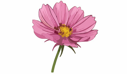 Pink cosmos flower detailed vector illustration with petals and stem botanical design isolated on white background © RUMA