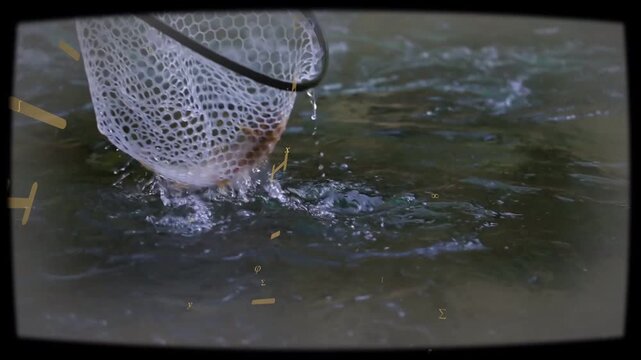 Rubber-mesh net rim approaching upper-left, scooping thrashing fish, submerging, securing catch