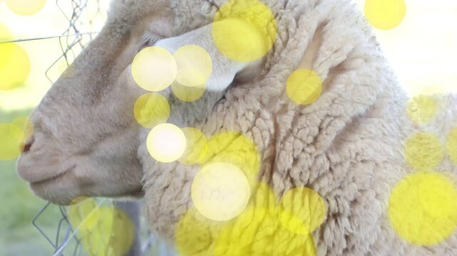 With yellow bokeh drifting, camera tightening, sheep adjusting head, revealing eye for focus