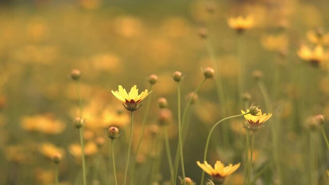 Close-up of yellow coreopsis wildflowers blooming in a field at sunset. Soft golden hour lighting with beautiful bokeh background. Nature landscape with delicate petals and flower buds in focus.