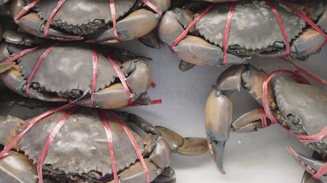 Live mud crabs tied with red straw rope for sale in a traditional seafood market. Close-up view of fresh raw crustaceans with dark shells ready for cooking, boiling or restaurant use.