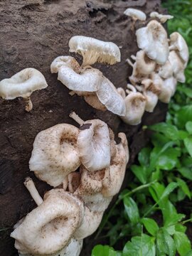 Jamur Lot Lentinus tigrinus atau dikenal juga sebagai jamur grigit